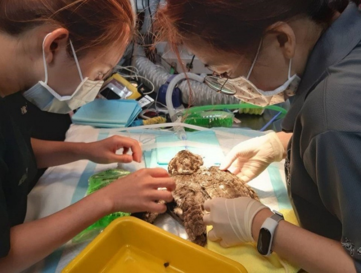 壽山動物園3月接獲一隻左翅骨折已久的領角鴞救傷任務，園方與中興動物醫院團隊合作進行手術，埋了2根長釘在骨頭中。（壽山動物園提供）