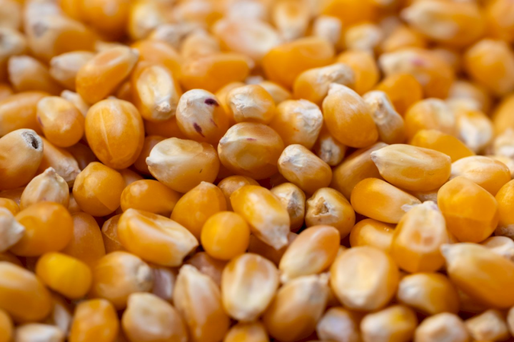 玉米。(翻攝自Pexels.com)