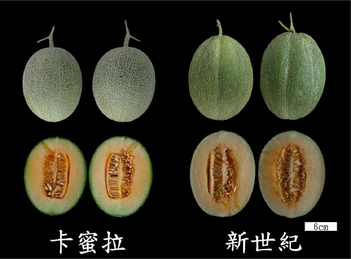 林文華主持人經2年研究已篩選出有發展前景的卡蜜拉品種(左)，另農友慣行常種的品種為新世紀(右)