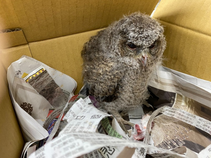 新北市動保處28日表示，近日獲報民眾因整理枝葉過 程發現鳥巢掉落，經救援檢查，確認為領角鴞雛鳥 （圖），因還沒有自行進食能力，送往台灣猛禽研究 會協助收容。 （新北動保處提供）