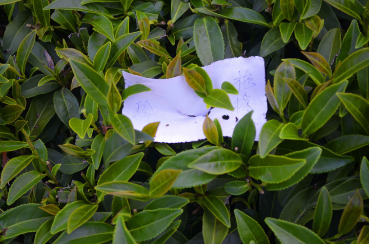 嘉義縣阿里山鄉一帶的茶園，每一畦茶樹頭一株，常別著一張紙，觀光客搞不清楚是何作用，阿里山鄉茶農陳源隆受訪表示，這叫作「採茶實名制」，不只買口罩、快篩有實名制，採茶也有，要讓採茶工為自己採茶區域負責，讓茶菁能確實採收，增加大家收益