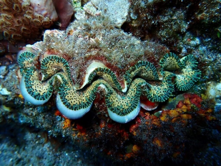 海洋委員會23日表示，調查發現台灣海域硨磲貝族群下降，預告修正「海洋保育類野生動物名錄」，將諾亞硨磲貝（圖）等7種硨磲貝列為珍稀海洋保育類。（海洋委員會海洋保育署提供）