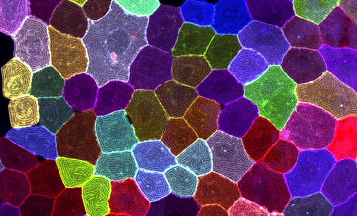 中研院發現「無合成分裂」細胞分裂模式。圖為研究團隊透過多顏色活細胞標誌，追蹤斑馬魚細胞動態行為。（圖取自中研院網頁sinica.edu.tw）