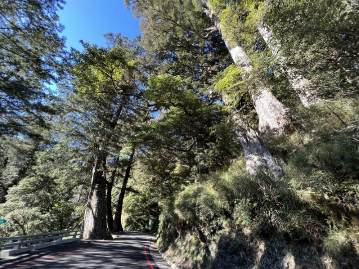南橫八景「檜谷」巨木群，有成群的巨大紅檜及雲杉，讓人有置身仙境的夢幻感受。
