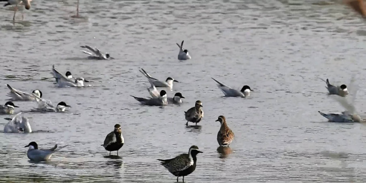 高雄市政府12日表示，今年鳥況極佳的茄萣濕地，近期再有上千隻含鷗嘴燕鷗、黑腹燕鷗、白翅黑燕鷗、小燕鷗等鷗科家族鳥類群聚，鳥聲此起彼落，景象動人。（高雄市茄萣區觀光發展協會提供）