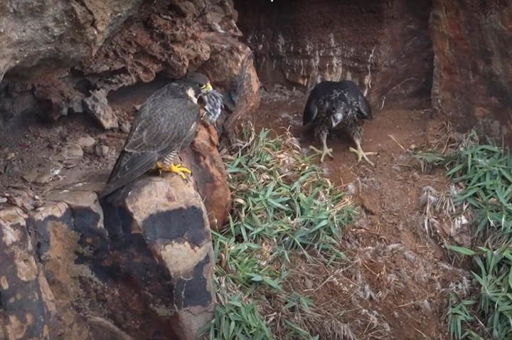 新北市瑞芳區深澳酋長岩築巢的一對游隼繁殖成功，近日幼鳥由親鳥陪伴離巢飛翔。圖為13日親鳥帶回食物給雛鳥享用。（基隆野鳥學會提供）