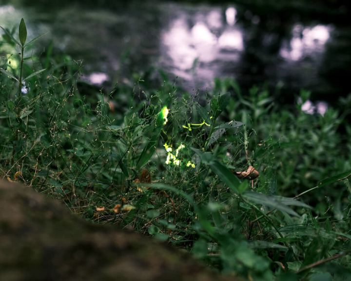 為增加校園生物多樣性，台灣大學嘗試在農場作物標本園復育螢火蟲，從改善溝渠水質、養水草開始，後續野放田螺作為幼蟲食物來源，近日傍晚已可在農場周遭見到點點螢光。（台大提供）