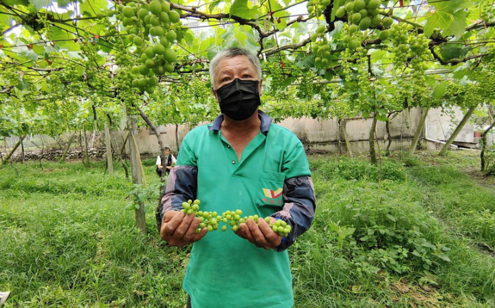 苗栗縣卓蘭鎮巨峰葡萄是重要經濟作物之一，因3月連續降雨、忽冷忽熱，導致授粉不佳假性結果，出現大批無籽、長不大的「石葡萄」，讓農民損失慘重。