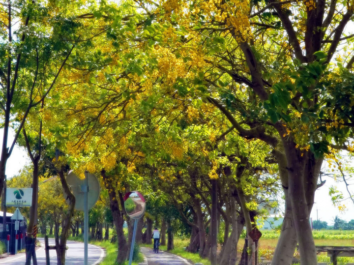 嘉義縣朴子溪自行車道「六腳田園段」兩旁種植阿勃勒樹，每到開花期，一串串金黃花穗在風中搖曳，浪漫指數破表，彷彿成了「黃金隧道」。（嘉義縣文化觀光局提供）