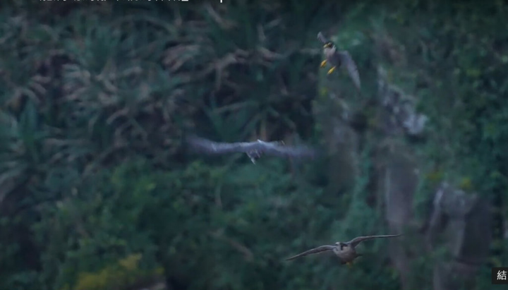  新北市動保處20日表示，瑞芳區酋長岩的某個游隼巢穴繁殖成功，近日幼鳥由親鳥陪伴離巢飛翔。圖為18日2隻親鳥陪著幼鳥一起伴飛翱翔。（基隆野鳥學會提供）