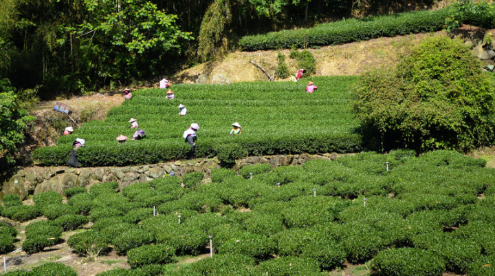 嘉義阿里山區近日開始採收春茶，阿里山公路隙頂以上路段，沿途都可看見美麗茶園及採茶姑娘彎著腰採茶的景象。