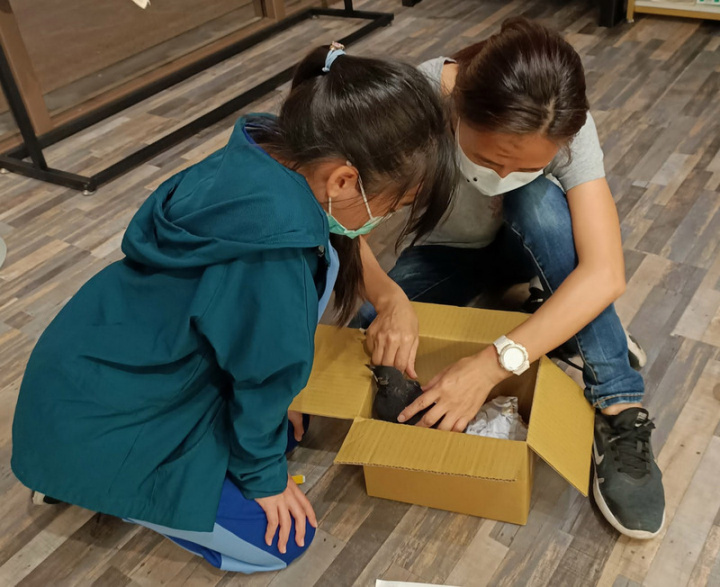 新北市動保處28日表示，若民眾發現落巢幼鳥，建議 先保持距離觀看幼鳥健康狀況與安危，聽是否有親鳥 在附近鳴叫呼喚，以免誤帶離幼鳥，讓民眾愛心變親 鳥傷心。圖為三峽區台北大學特定區民眾緊急救援受 困紫嘯鶇幼鳥。 （聞小姐提供）