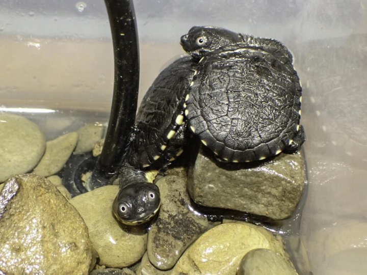 台北市立動物園2日表示，極危物種「羅地島蛇頸龜」今年陸續有7隻寶寶誕生、11顆卵受精，不過寶寶們食量非常大，只好養起孑孓因應。（台北市立動物園提供）