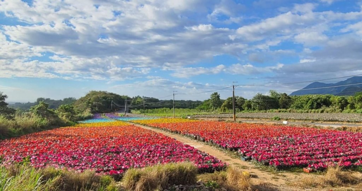 屏東縣政府與縣內5家鳳梨生產單位合作，在屏185縣道及高樹市區推出季節限定鳳梨彩帽田活動，將於5月底結束，縣府提醒想參觀拍照的民眾把最後機會。（屏東縣政府提供）