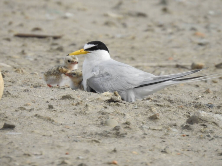 Photo courtesy of the Ocean Conservation Administration