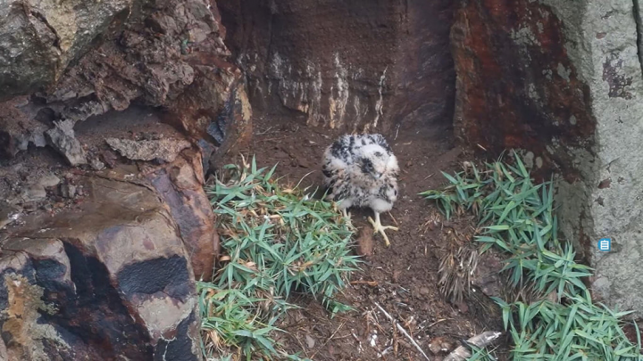 新北市動保處20日表示，瑞芳區酋長岩的某個游隼巢穴近日繁殖成功，幼鳥順利離巢。圖為5月5日幼鳥在巢位走下坡，學習如何離巢。（基隆野鳥學會提供）