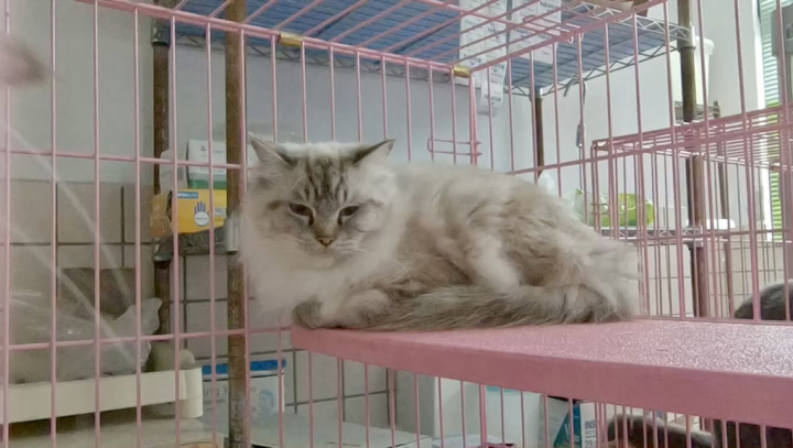 新竹縣家畜疾病防治所4月查獲非法特定寵物繁殖場，救出遭棄養的23隻品種貓，部分染上貓瘟也有其他疾病混合型感染，經檢測後隔離救治，目前已逐漸恢復健康。（民眾提供）
