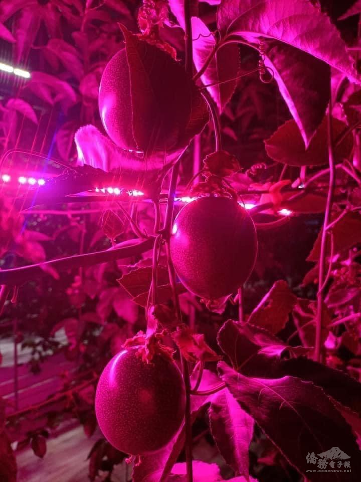 寶詩農場LED百香果種植