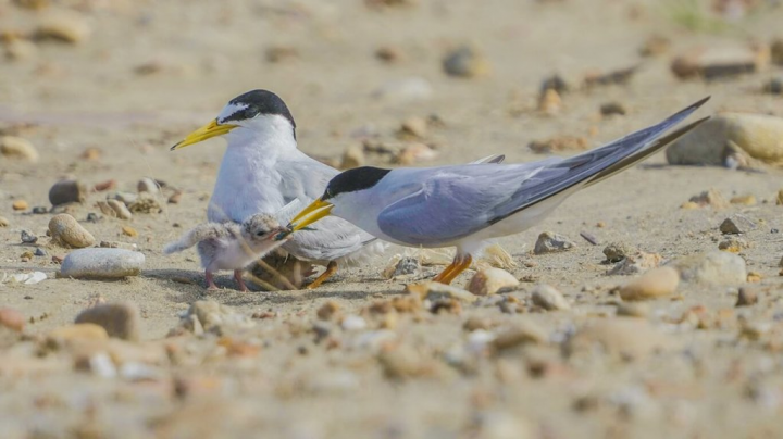 中油與桃園市政府、桃園市野鳥學會合作，在桃園沿海地區營造保育類野生動物小燕鷗棲地，自然繁殖率大幅提升至7成以上。（中油提供）