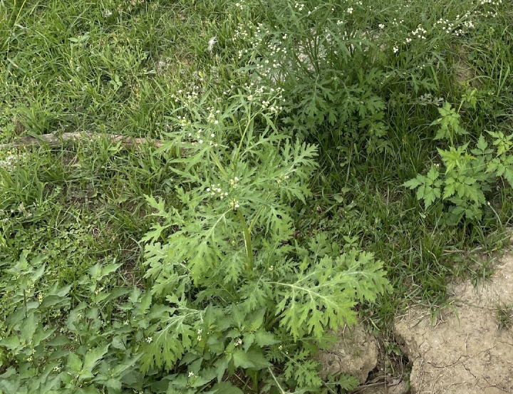 銀膠菊的裂葉酷似艾草，但無艾草濃郁香味