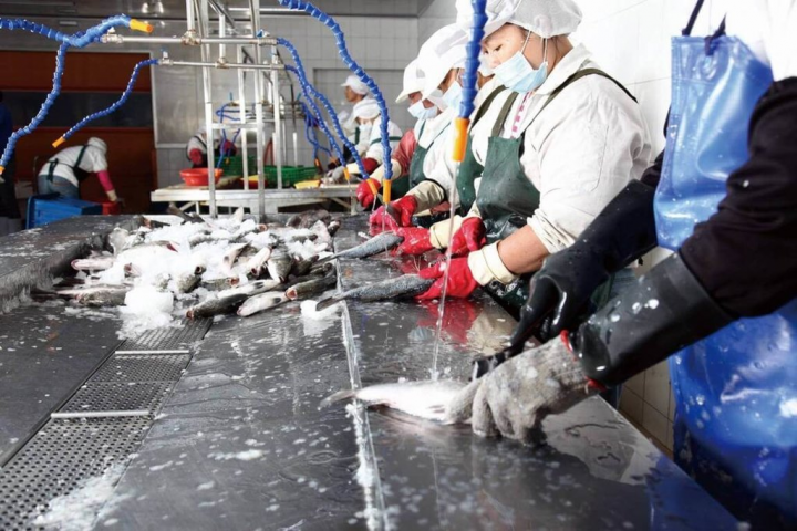 中國禁止輸入台灣石斑，造成在地石斑魚產業發展受阻，高雄市長陳其邁27日晚間透過新聞稿表示，將投入新台幣1.5億元補助各漁會建置冷鏈倉儲設備。（高雄市政府提供）