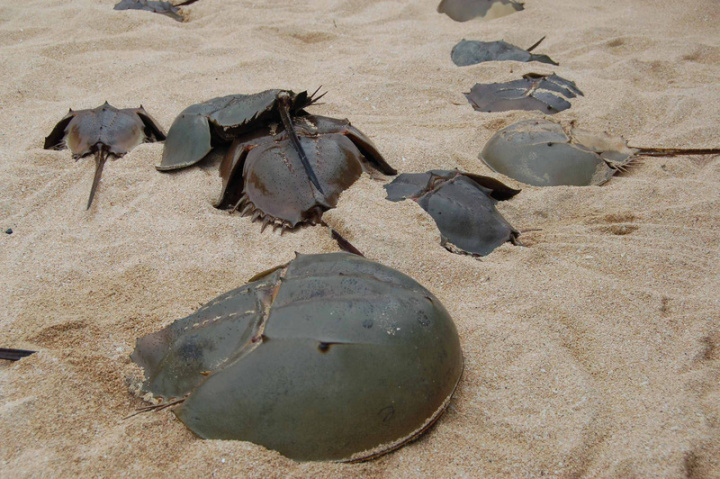 水產試驗所澎湖海洋生物研究中心配合國際鱟保育日，20日在澎湖許家村放流稚鱟與成鱟200餘隻，重返棲息地，讓列入保育生態的鱟可以在澎湖永續繁衍。圖為往日流放情形。