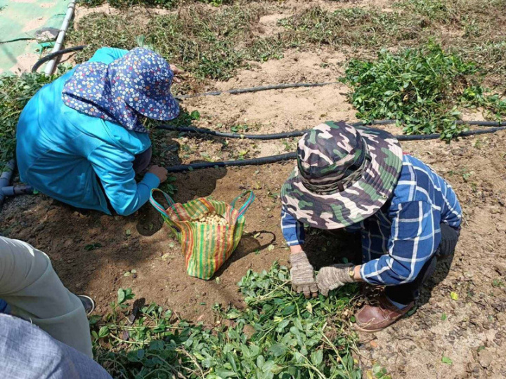 澎湖白膜花生進入產季，澎湖縣農會19日舉行「白膜花生農業體驗營」活動，200多位民眾分組進行，體驗採收花生的樂趣。