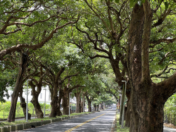 台9線台東卑南綠色隧道被譽為台東境內最美省道，將陸續移除生長不佳的樹種，讓綠色隧道的行道樹成為完整的茄苳樹樹蔭景觀。