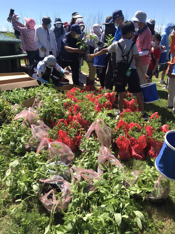 澎湖國家風景區管理處24日結合內垵國小師生與社區民眾，在西嶼鄉東昌營區種植白鳯菜、紅鳳菜及馬櫻丹等蜜源植物，盼為越冬過境的青斑蝶打造一處棲息好所在，也幫助生態環境永續。（澎湖國家風景區管理處提供）