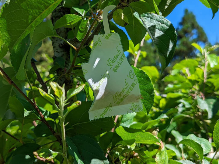 福壽山農場在蘋果樹、水蜜桃樹施放草蛉，希望透過生物防治方式，減少農藥使用，如果成效良好，不排除持續使用，並推廣給鄰近地區農民。（福壽山農場提供）