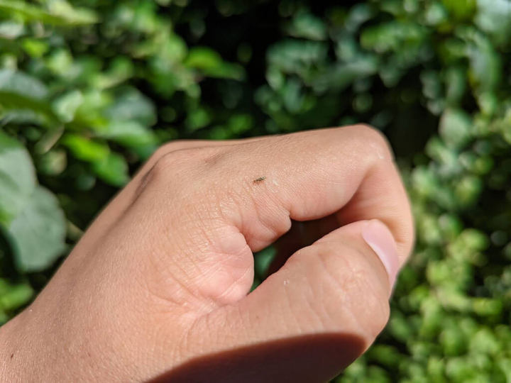 福壽山農場今年引進草蛉進行生物防治，目前已在蘋果園、水蜜桃園中施放一齡草蛉，草蛉的幼蟲小到幾乎肉眼看不見，但卻是一種兇悍的雜食性昆蟲，屬捕食性天敵可吃粉蝨、介殼蟲、蚜蟲及葉蟎等。（福壽山農場提供）
