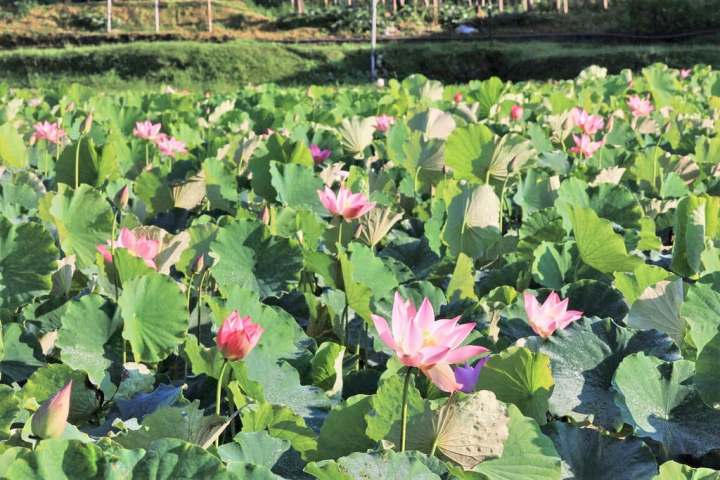 新北市政府綠美化環境景觀處表示，新北有許多地方都能欣賞美麗荷花，其中金山及雙溪區的荷花田尤為壯麗，雙溪全區種植面積達7公頃的荷花及睡蓮，等待遊客探訪。（新北市政府綠美化環境景觀處提供）