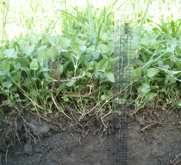 全球2050年達成淨零碳排，農委會宣布2040年就要完成，台東區農業改良場著手推廣果園草生栽培，增加土壤碳匯量。（台東區農業改良場提供）