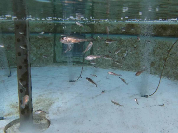 農業委員會水產試驗所首度繁殖成功俗稱黑口的「黑䱛」，8日配合世界海洋日，在湖西等海域放流500尾，並在馬公等海域放流嘉鱲魚苗3萬9500尾。（水試所澎湖海洋中心提供）