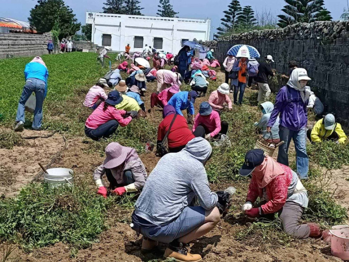 澎湖白膜花生進入產季，澎湖縣農會19日安排200多位民眾一起體驗採收花生的樂趣，每位民眾在太陽下揮汗埋頭苦幹，並帶回滿滿白膜花生