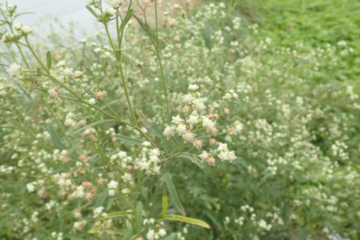 銀膠菊酷似花材滿天心，請民眾不要誤用