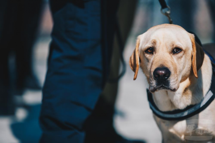 各地區國軍部隊均能就近申請緝毒犬入營嗅聞，增加安全檢查強度