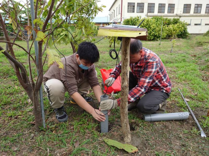 弘光科技大學智慧科技應用系師生研發智慧無線低功 耗可可植物成長環境監測系統，參與團隊研究的工程 師張承鈞（左）協助把監測系統裝在可可園區。
