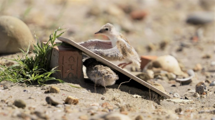 中油在竹圍漁港北堤整地並搭建圍籬，打造小燕鷗棲地，再配合布設假鳥及庇護瓦，以減少小燕鷗受到野生動物及人類行為的干擾。（中油提供）