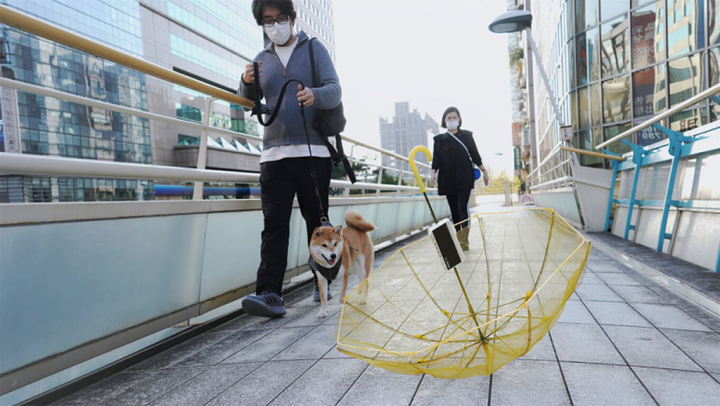 台灣藝術家徐容以香港雨傘運動為視覺標誌的作品Bi0film.net: Resist like bacteria，獲得奧地利林茲電子藝術節（Ars Electronica Festival）「互動藝術」組金尼卡獎。（政大數位學程內容提供）