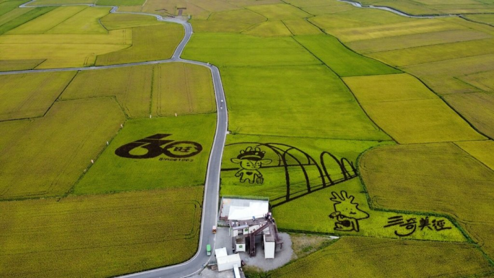 被稱為「宜蘭版伯朗大道」的冬山鄉「三奇美徑」，近來當地一整片約20公頃的稻田從翠綠轉金黃。冬山鄉公所21日表示，7月初起農民將陸續收割，想要欣賞廣闊農田美景的遊客要把握時間。（冬山鄉公所提供）