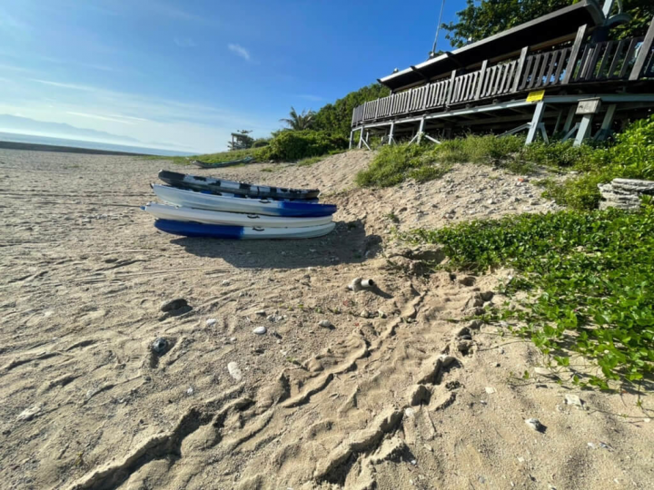 海洋保育署表示，綠蠵龜爬痕顯示，海龜需繞過獨木舟尋找適合產卵的地點，因此大鵬灣國家風景區管理處勸導當地業者將沙灘上的立槳板、獨木舟等物品移開，以利海龜產卵繁殖。（社團法人台灣咾咕嶼協會提供）