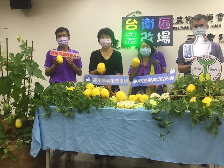 台南區農改場歷時11年，將韓國香瓜升級，育成黃香瓜新品種「台南15號」，口味香甜、外表金黃誘人，營養價值也高。