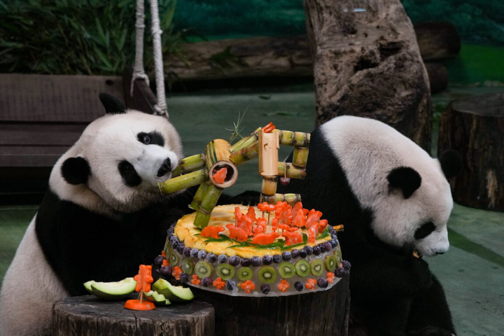 台北市立動物園明星動物大貓熊「圓寶」（右）28日滿2歲，園方為牠準備以新鮮水果、竹子裝飾的冰塊蛋糕，讓牠與媽媽「圓圓」一同享用。（台北市立動物園提供）
