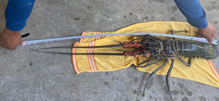 從事生態復育的池祥鈺6日傍晚帶著1隻白鬚龍蝦前往長濱海邊野放，他說，這隻白鬚龍蝦身體長40公分，觸鬚60公分，總長100公分，且還抱卵，這是生態上一個完美的紀錄和生態教育。（池祥鈺提供）