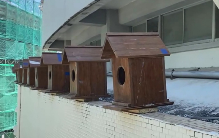 台東縣立體育館目前正進行優化改善工程，正好碰上梁柱上小雨燕的繁殖期，館方特別在一旁打造15座人工鳥屋，將原燕窩內雛鳥全部移居到新住家。