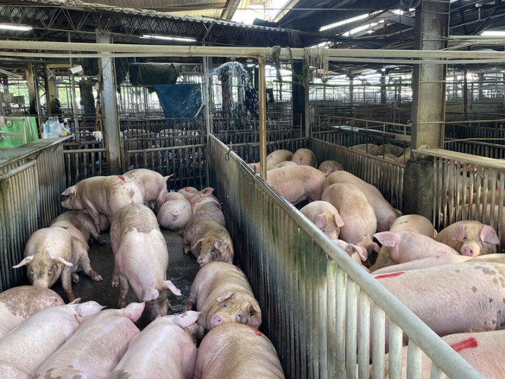 農委會主委陳吉仲1日指出，近日豬肉價格上漲是因端午節市場需求帶動買氣，現在價格仍在綠燈區，每百公斤新台幣8000多元，豬農持續飼養，農委會會穩定供應更多豬肉、雞肉給消費者，價格都會在合理區間，請大家放心。