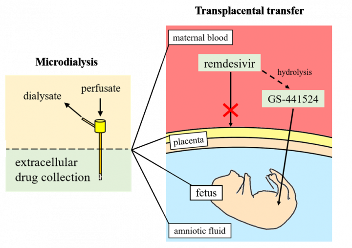 瑞德西韋代謝物通過胎盤屏障示意圖。（陽明交大提供）