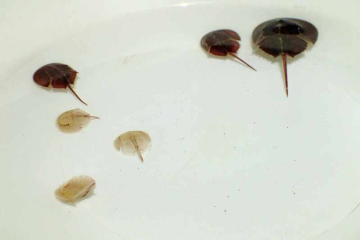 水試所澎湖海洋生物研究中心「620國際鱟保育日暨三棘鱟」放流活動，20日在許家潮間帶海域放流稚鱟與成鱟200隻，重返棲息地。（水試所澎湖分所提供）