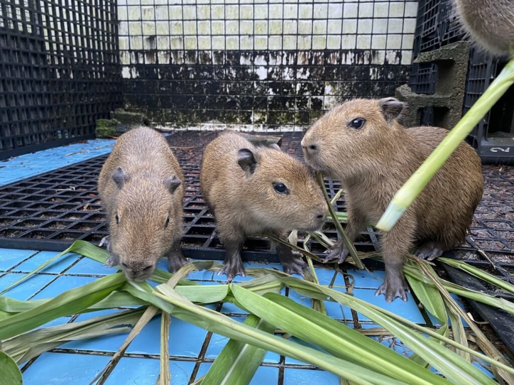 新竹市立動物園昆蟲館的水豚媽媽上個月生了3隻寶寶，園方4日表示，目前水豚媽媽正在坐月子，預計8月底寶寶就能與民眾見面。（新竹市政府提供）